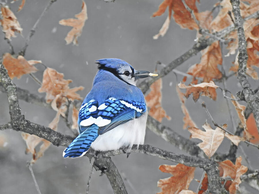 Frosty Jay Photograph by Carmen Macuga - Fine Art America