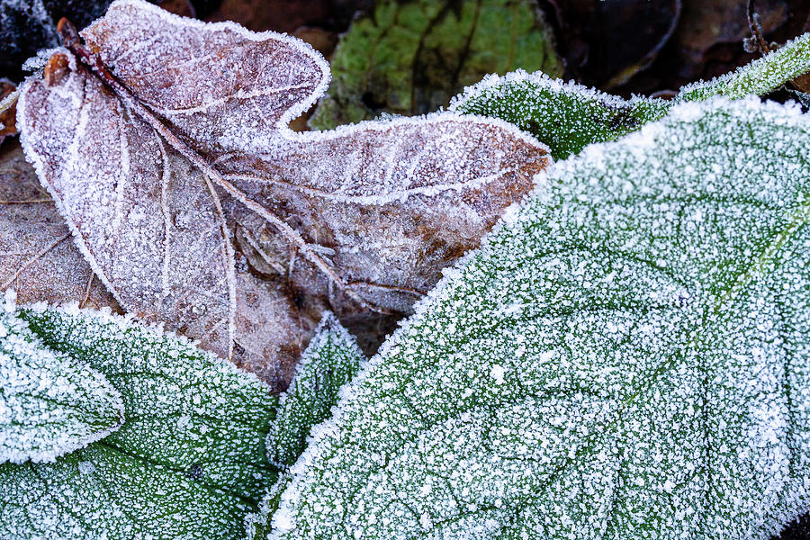 Frosty lace Photograph by Shirley Mitchell