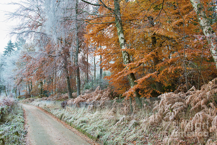 Frosty Lane and Autumn Trees Scotland Photograph by Tim Gainey
