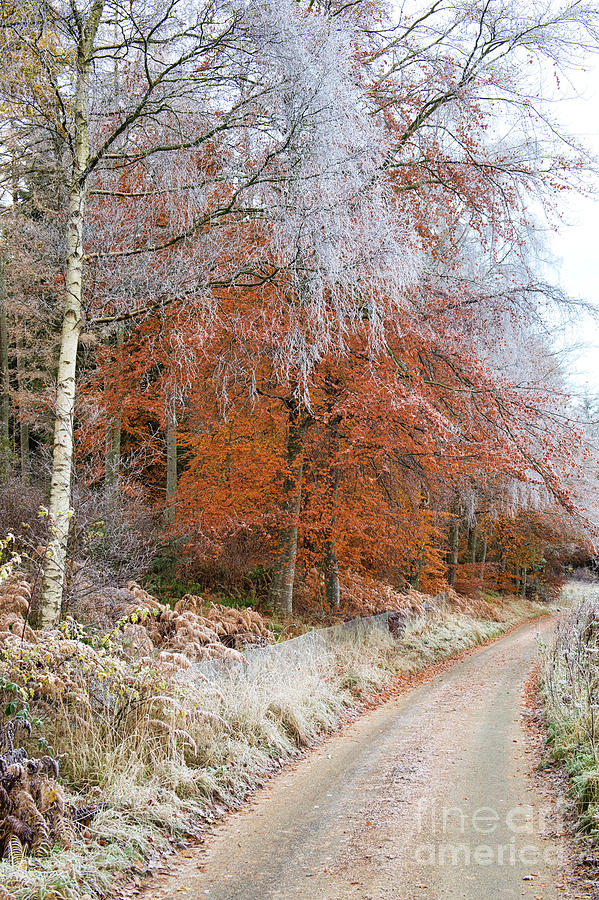 Frosty Lane and Autumn Trees Scottish Borders Photograph by Tim Gainey