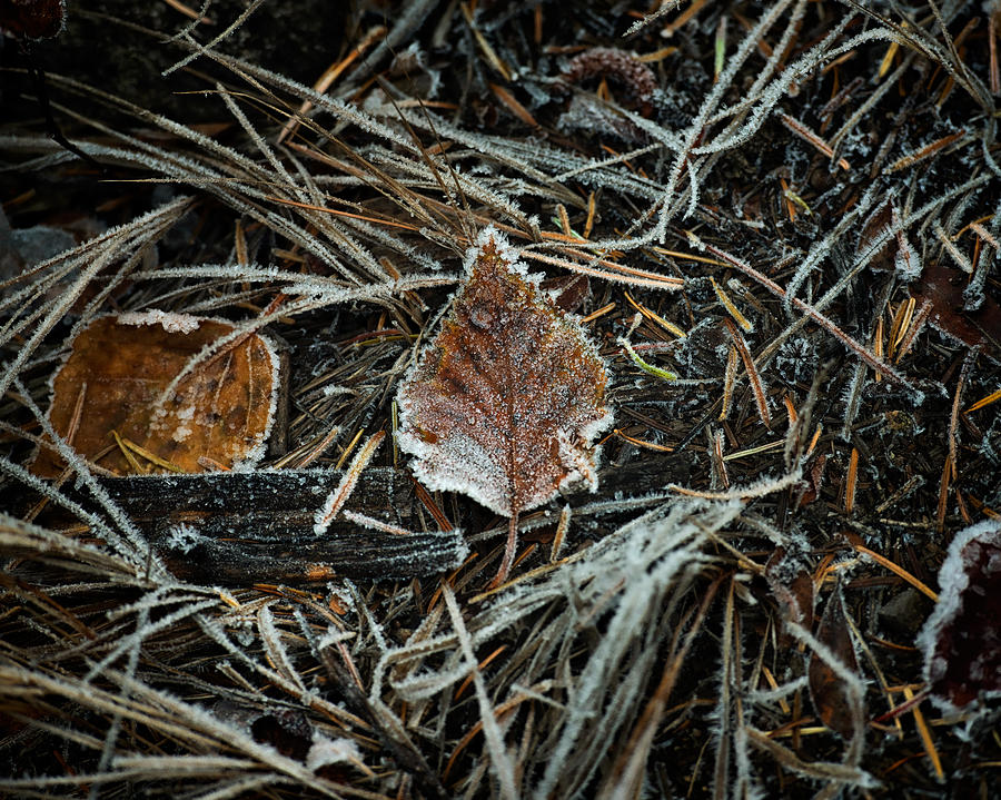 Frosty Leaf 1 Photograph by Matt Hammerstein