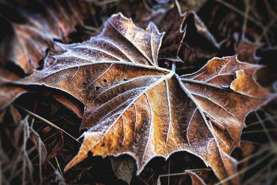 Frosty Leaf Photograph by Francis Sullivan