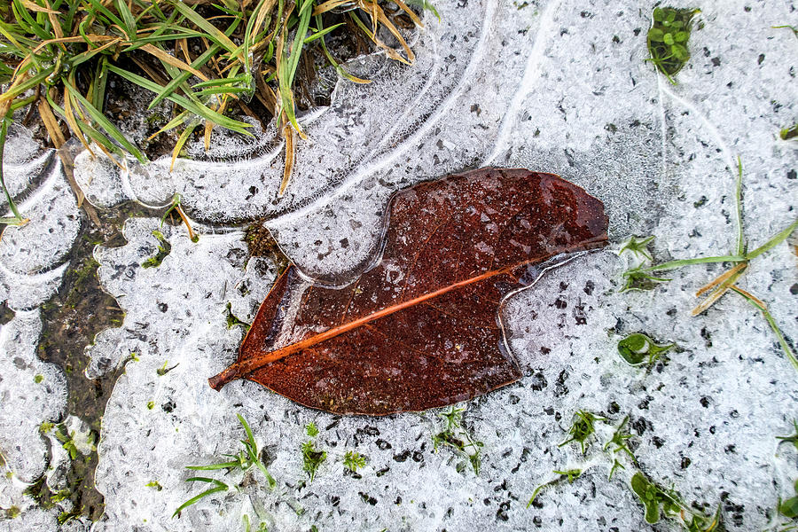 Frozen Leaf in Grass Photograph by Kim Lessel