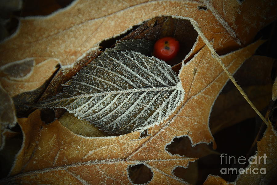 Frosty Leaf Photograph by James Lloyd