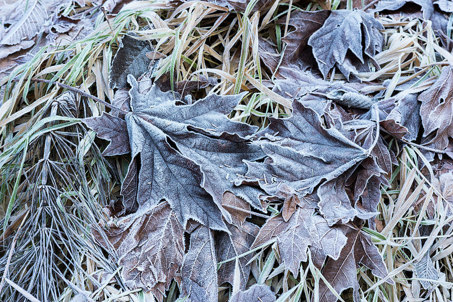 Frosty Leaves by Robert Potts Frosty Leaves by Robert Potts