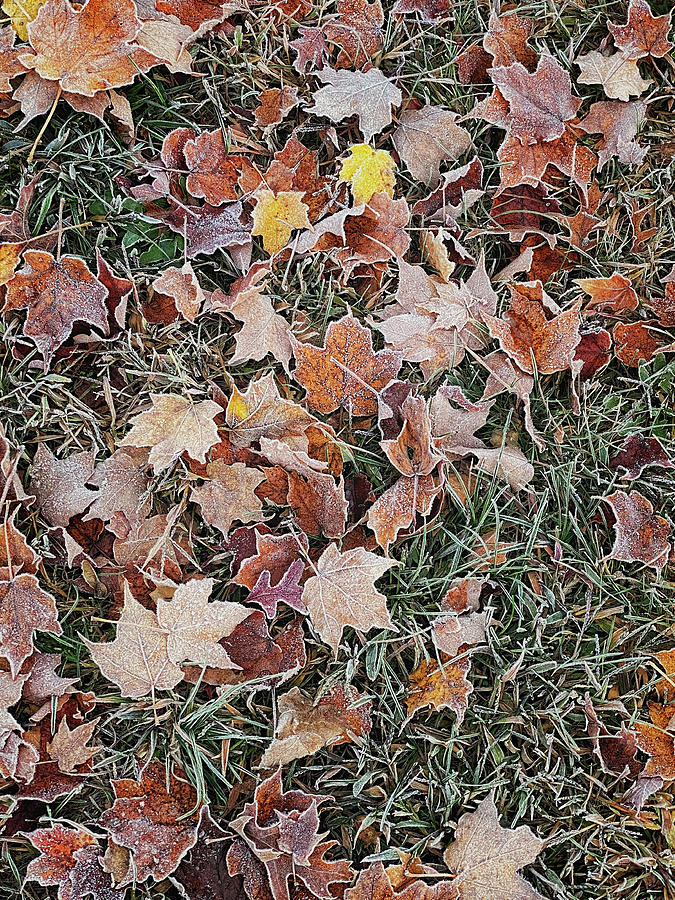 Frosty Leaves Photograph by Tom Singleton