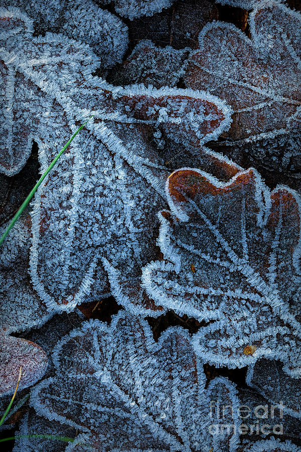 Abstract Photograph - Frosty Leaves by Veikko Suikkanen Abstract Photograph - Frosty Leaves by Veikko Suikkanen