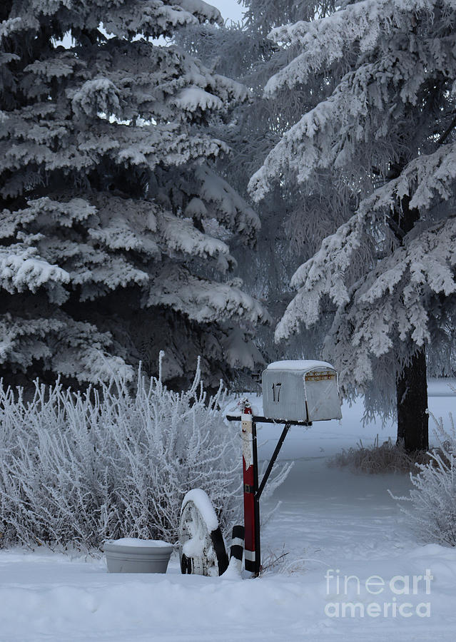 Frosty mailbox Photograph by Lisa Mutch