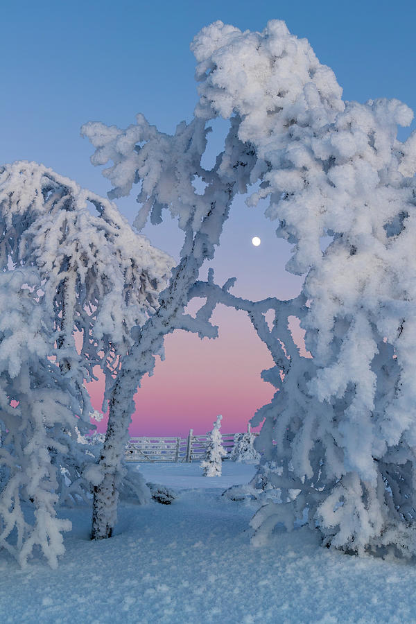 Frosty moon Photograph by Thomas Kast