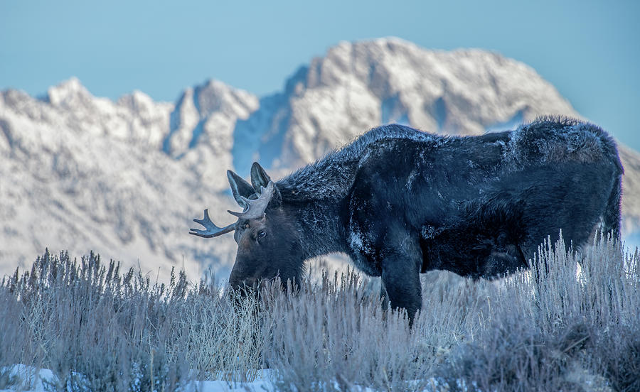 Frosty Moose in the Shadow of the Tetons Photograph by Marcy Wielfaert