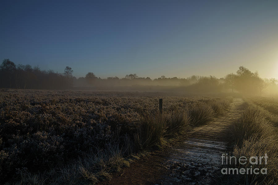 Frosty Morning At Chacewater Country Park Photograph