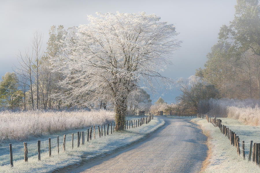 Frosty morning Photograph by Chris Moore - Exploring Light Photography
