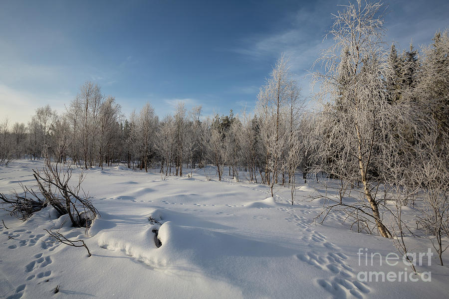 Frosty Morning in Lapland Photograph by Eva Lechner