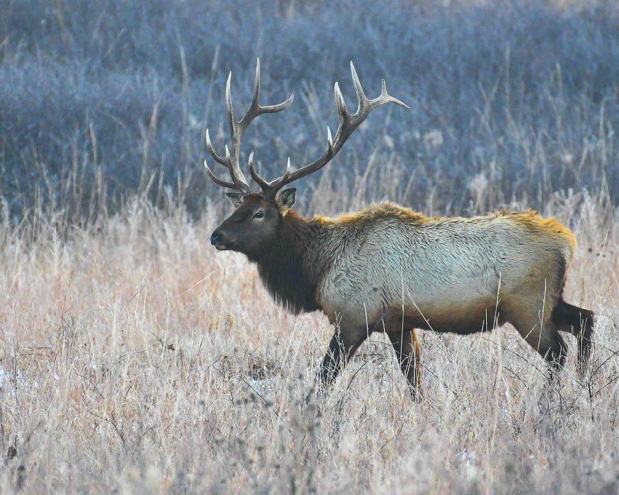 Frosty Morning Ivory Tipped Bull Elk Photograph by David Drew