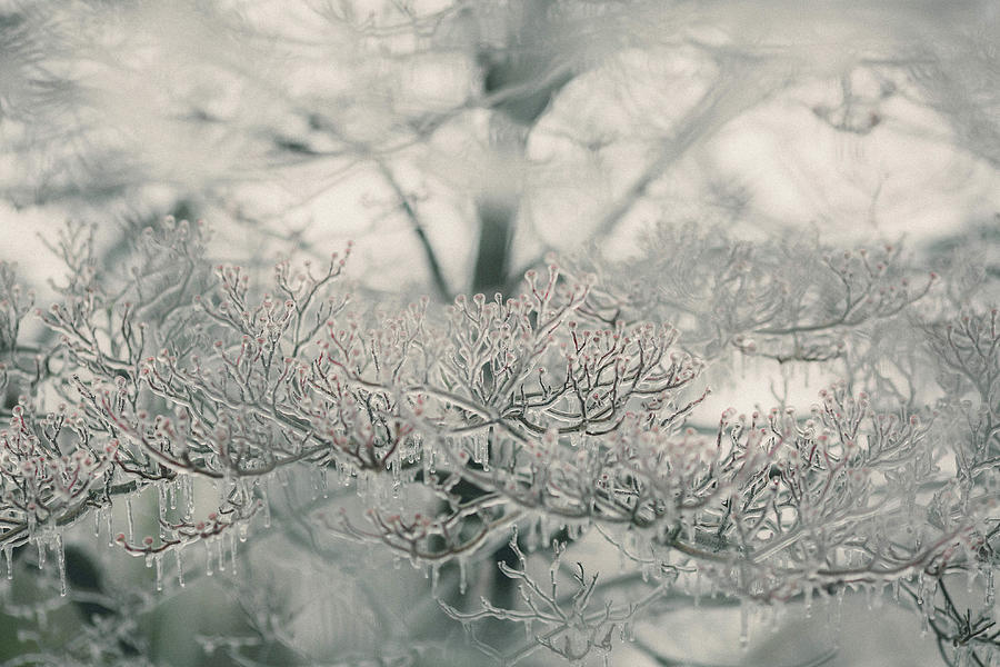 Frosty Morning Photograph by Julieta Belmont