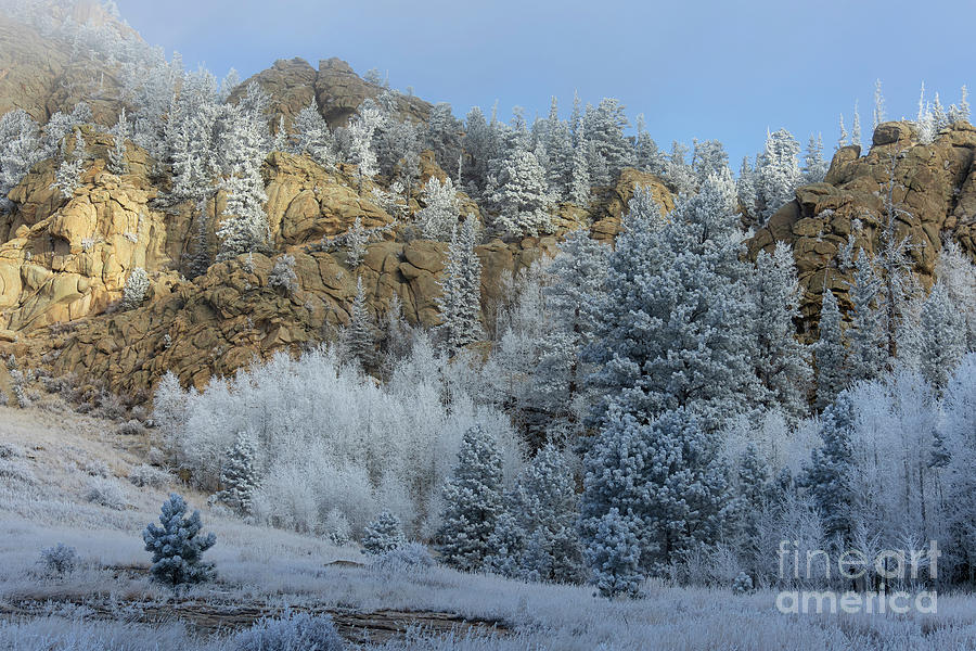Frosty Morning Pines Photograph by Steven Krull