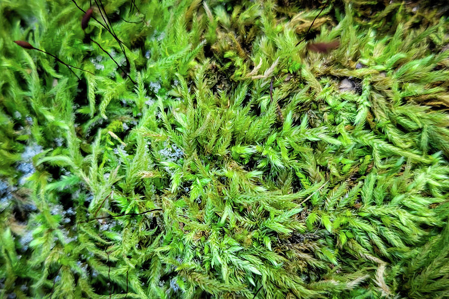 Frosty Moss Photograph