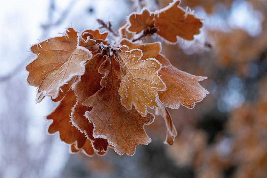Frosty Oak Leaves  Photograph by Lynn Hopwood