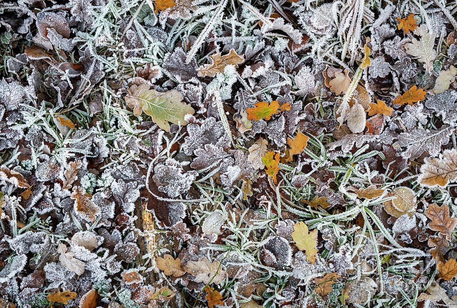 Frosty Oak Leaves on a Woodland Floor in Winter Photograph by Tim Gainey