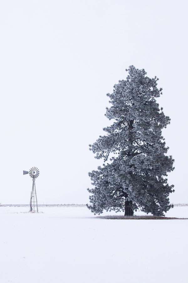Frosty Pine and Windmill Photograph by Mike Lee