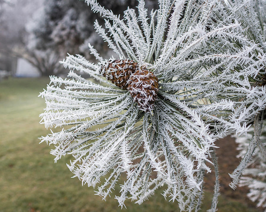 Frosty Pine Photograph by Mark Mille