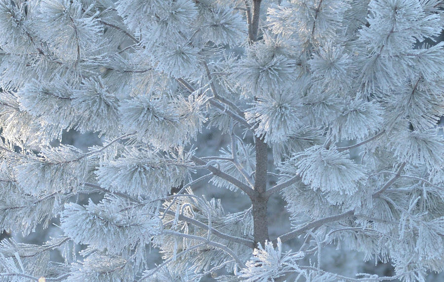 Winter Photograph - Frosty Pine Tree by Whispering Peaks Photography