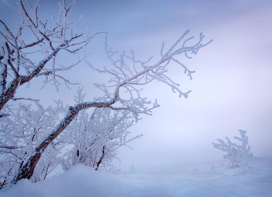 Frosty Prairie Morning Photograph by Dan Jurak