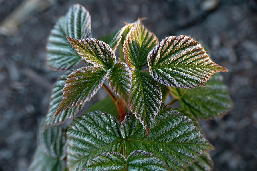 Frost Photograph - Frosty Raspberry Leaves by Karen Rispin
