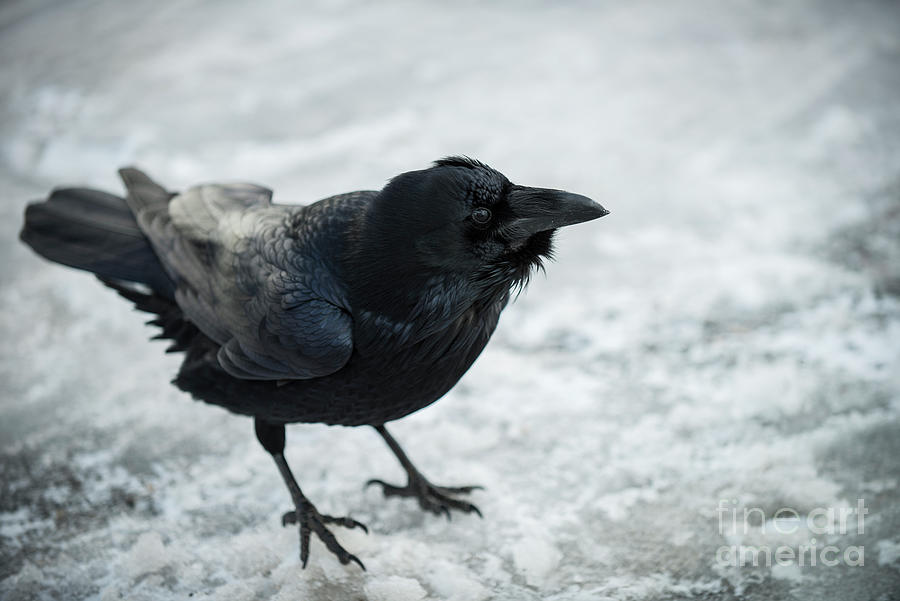Raven Photograph - Frosty Raven by Jennylynn Fields