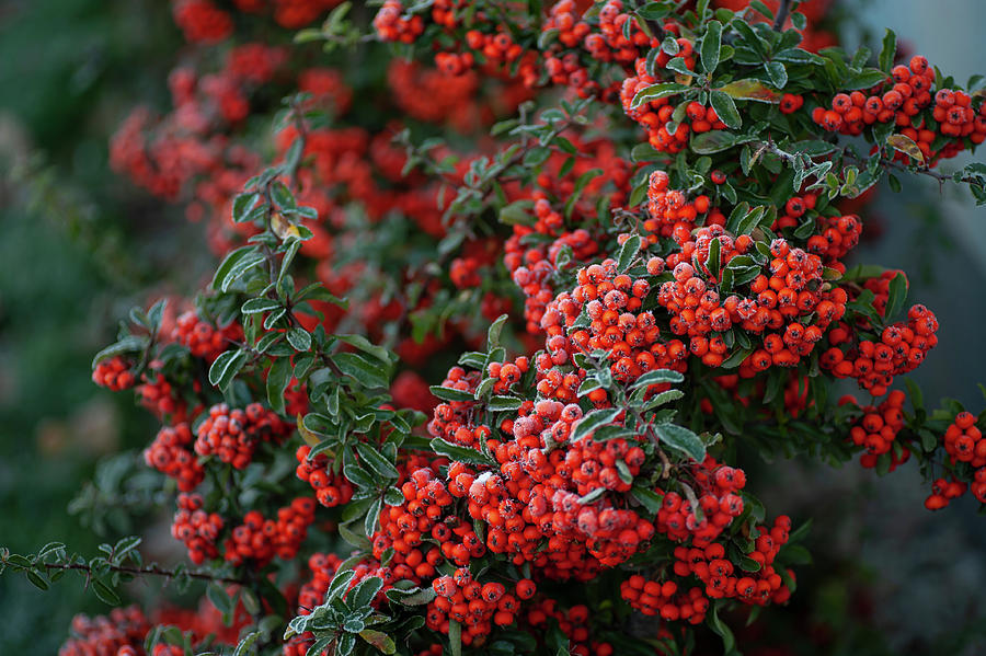 Frosty Red Berries of Firethorn 2 Photograph by Jenny Rainbow