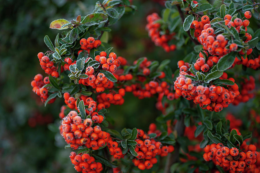 Frosty Red Berries of Firethorn 3 Photograph by Jenny Rainbow