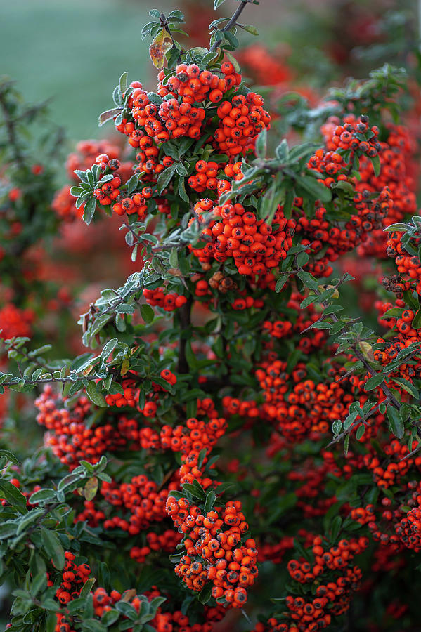 Frosty Red Berries of Firethorn 4 Photograph by Jenny Rainbow