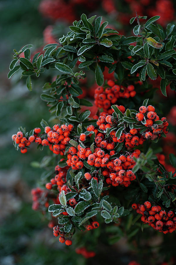 Winter Photograph - Frosty Red Berries of Firethorn by Jenny Rainbow