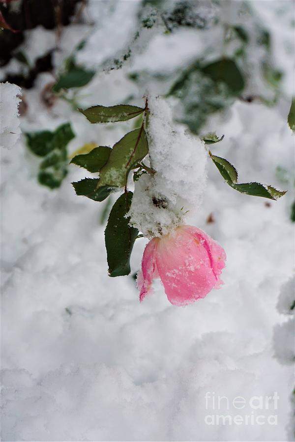 Frosty Rose Photograph