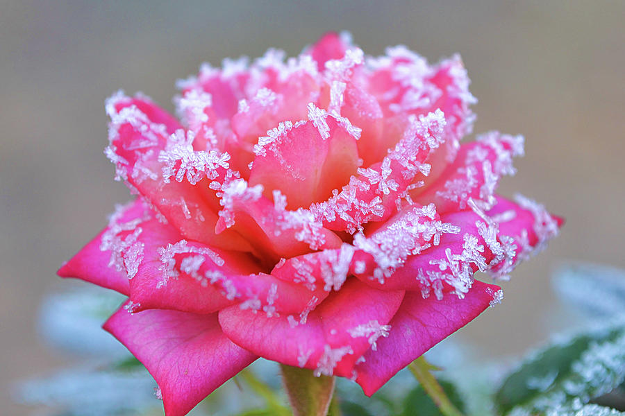 Frosty Rose In Pink Photograph