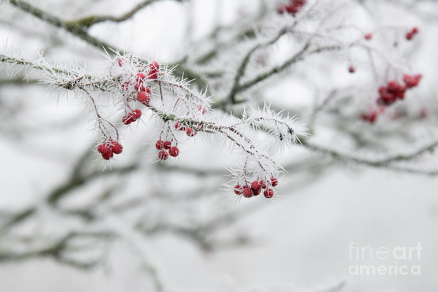 Frosty Rowan Berries Photograph by Tim Gainey
