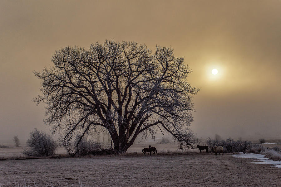 Frosty Sunrise Photograph by Fiskr Larsen