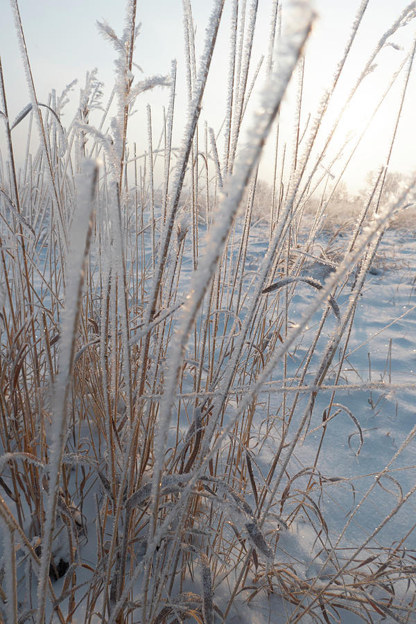 Winter Photograph - Frosty Tall Grass On A Winter Dawn by Phil And Karen Rispin