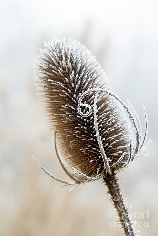 Frosty Teasel Seed Head Photograph by Tim Gainey