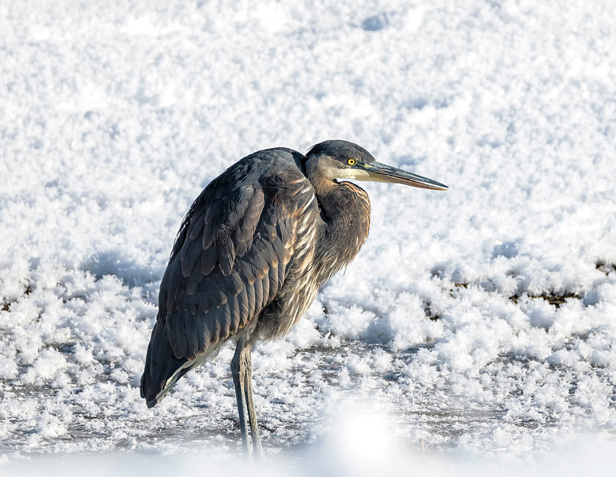 Frosty the Heron Photograph by Loree Johnson