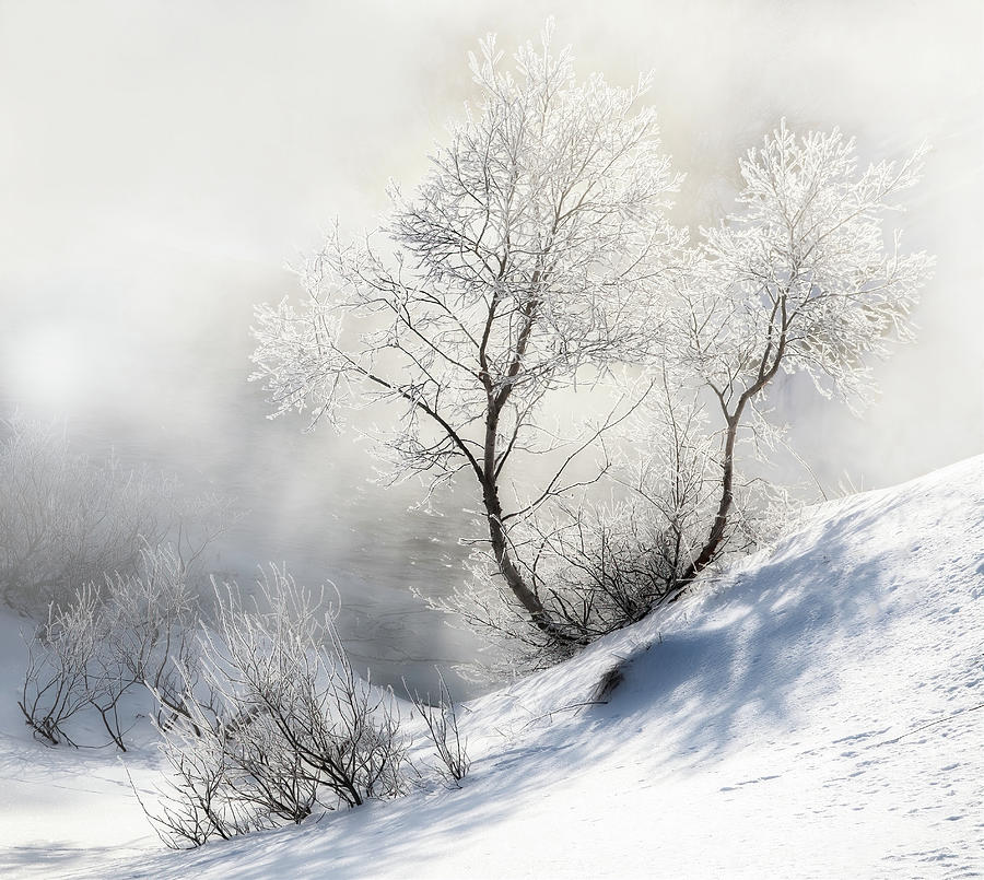 Frosty Tree Photograph