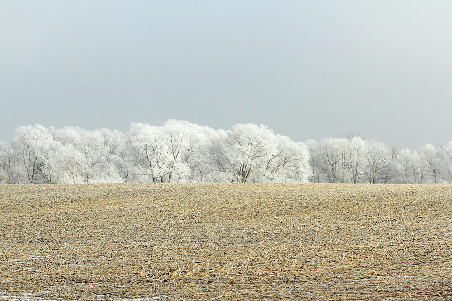 Frosty Tree Tops Photograph by Lens Art Photography By Larry Trager