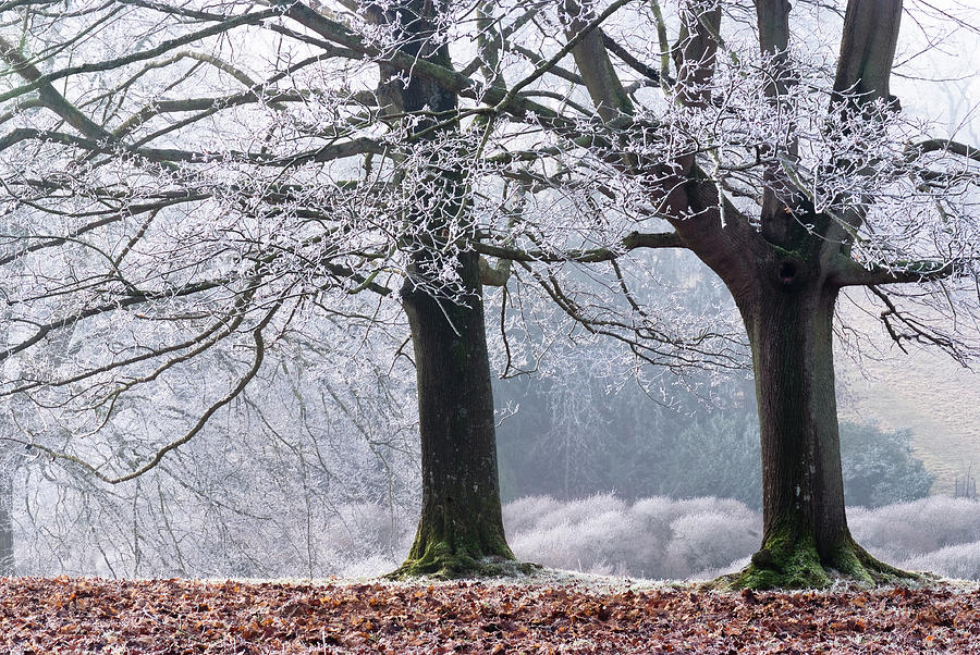 Frosty Trees at Westonbirt Arboretum, Gloucestershire, England, UK Photograph by Sarah Howard