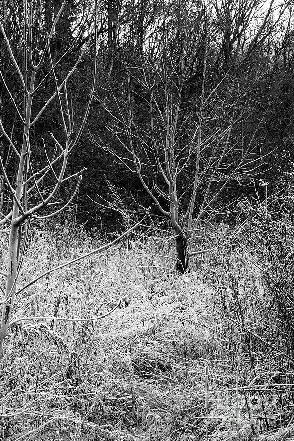 Frosty Trees in Monochrome Photograph by Pics By Tony