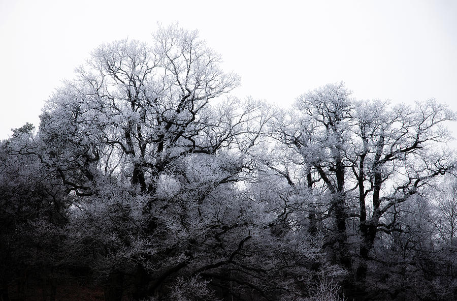 Frosty Trees Photograph by Nicklas Gustafsson