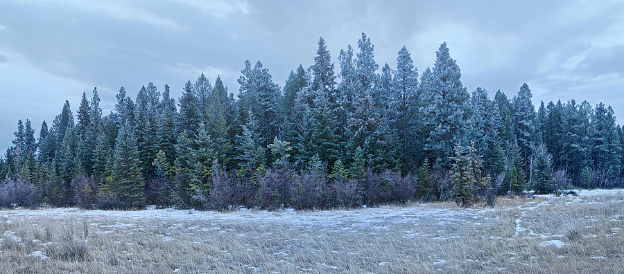 Frosty Trees Photograph by Thomas Nay