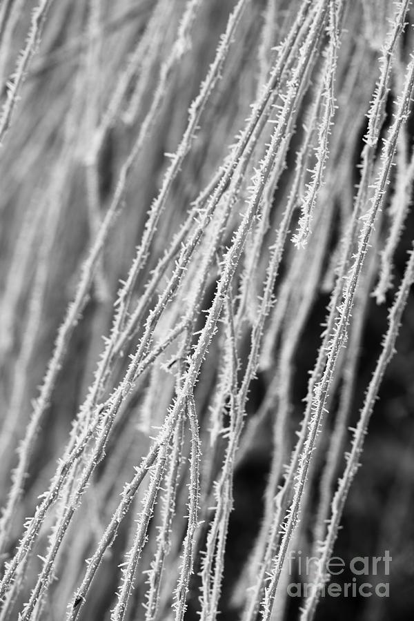 Frosty Willow Branches In Black And White Photograph