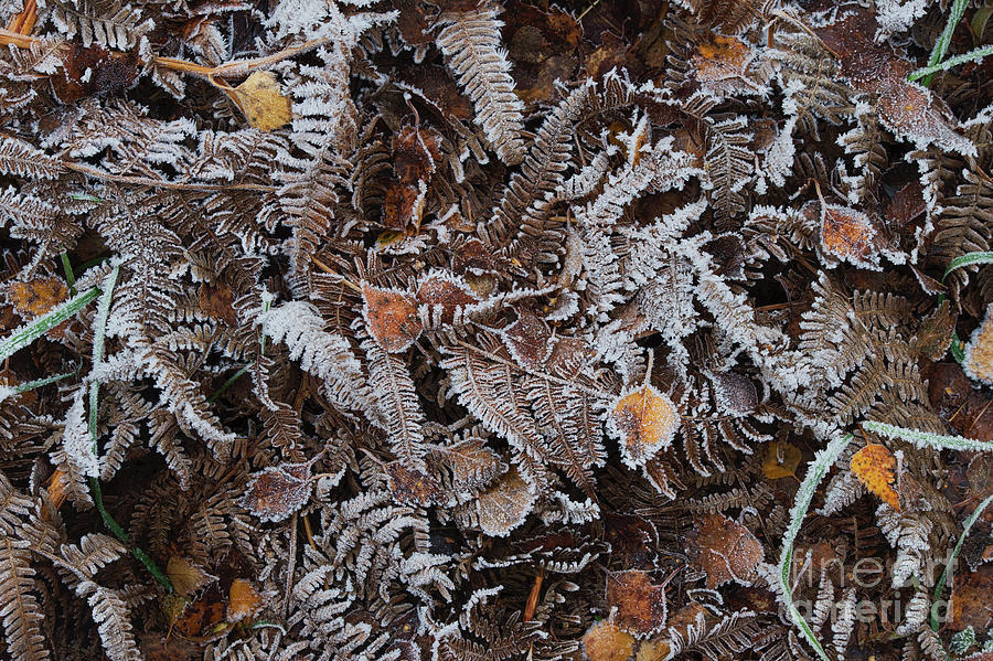 Frosty Winter Bracken and Silver Birch Leaves Texture Photograph by Tim Gainey