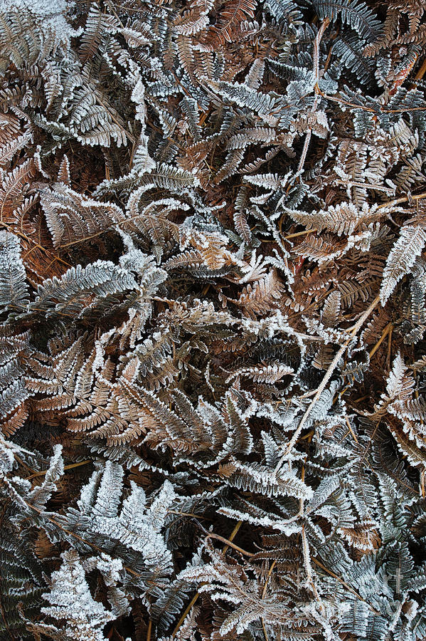 Frosty Winter Bracken Texture Photograph by Tim Gainey