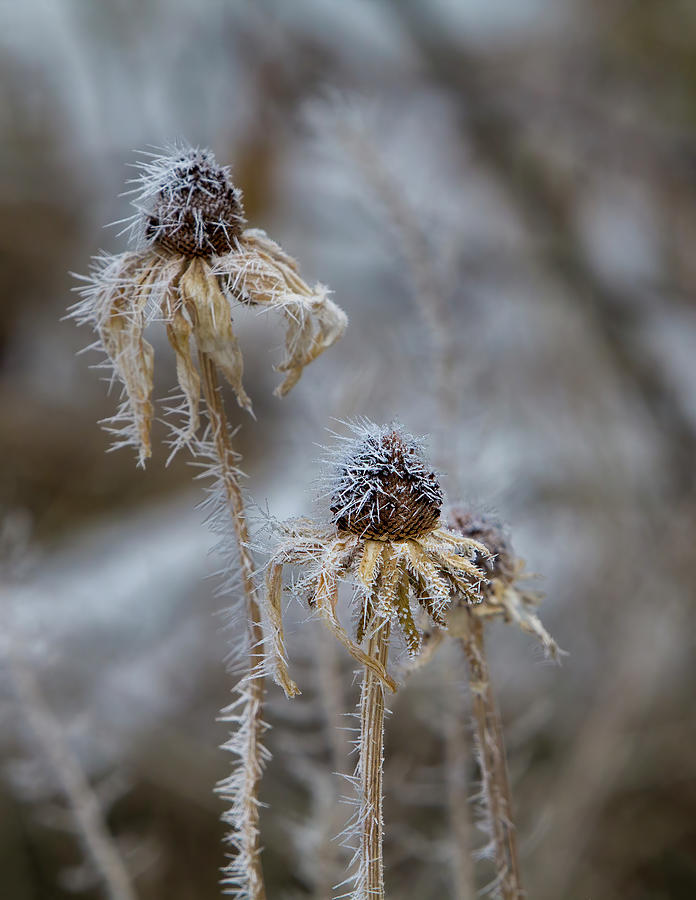 Frosty Winter Coneflowers - Vertical Photograph by Patti Deters